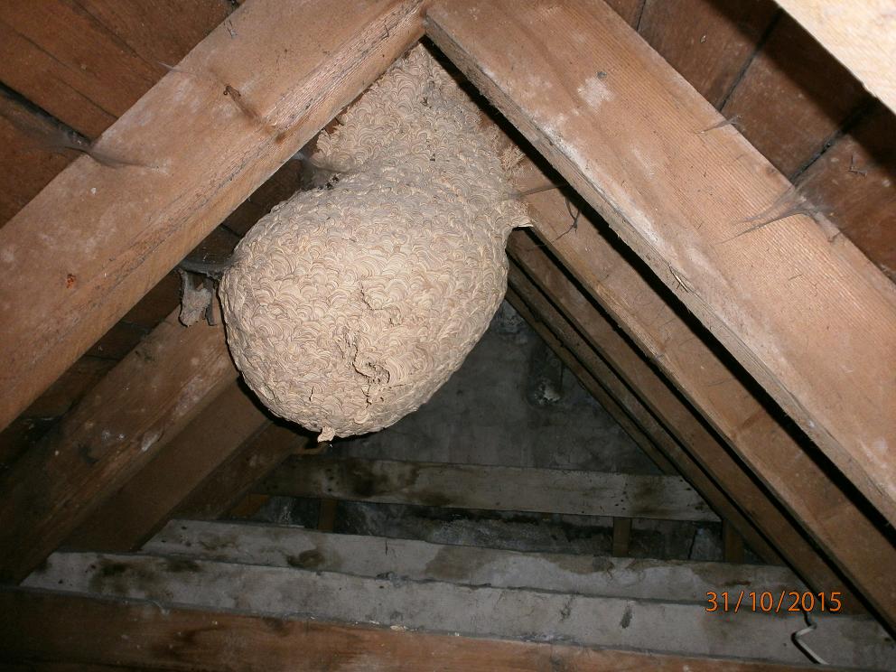 Almac Pest Services Call Us On 01236 320032 Almac Pest Services Call Us On 01236 320032